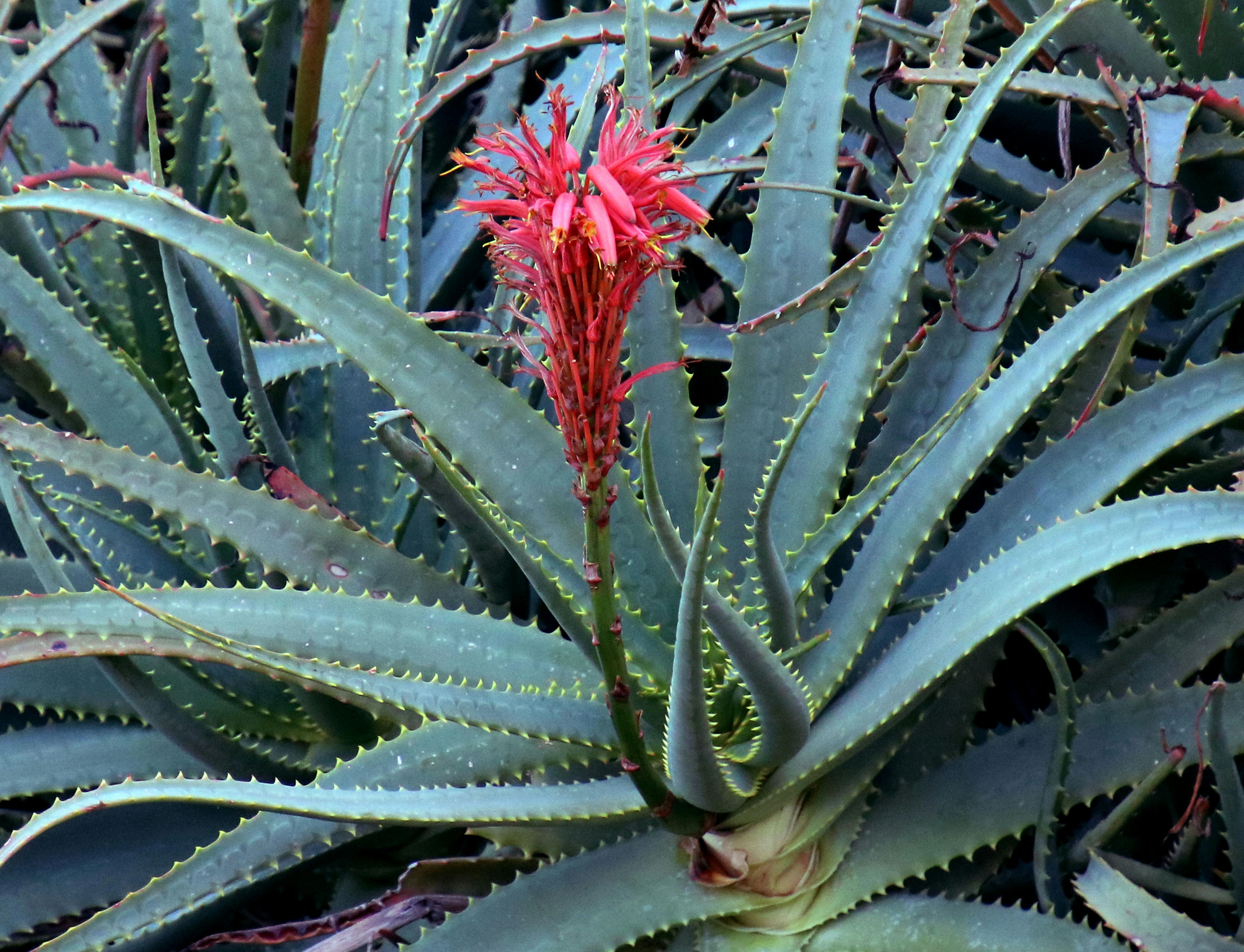 Aloe Species (Flowering Aloes) - Premium grafted flowers seedling available at Mynzagric