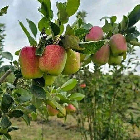 Apple - Premium grafted tropical seedling available at Mynzagric