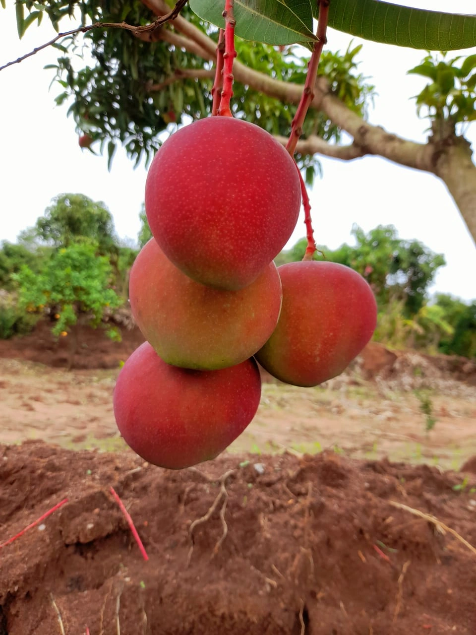 Grafted Apple Mango - Premium grafted mango seedling available at Mynzagric