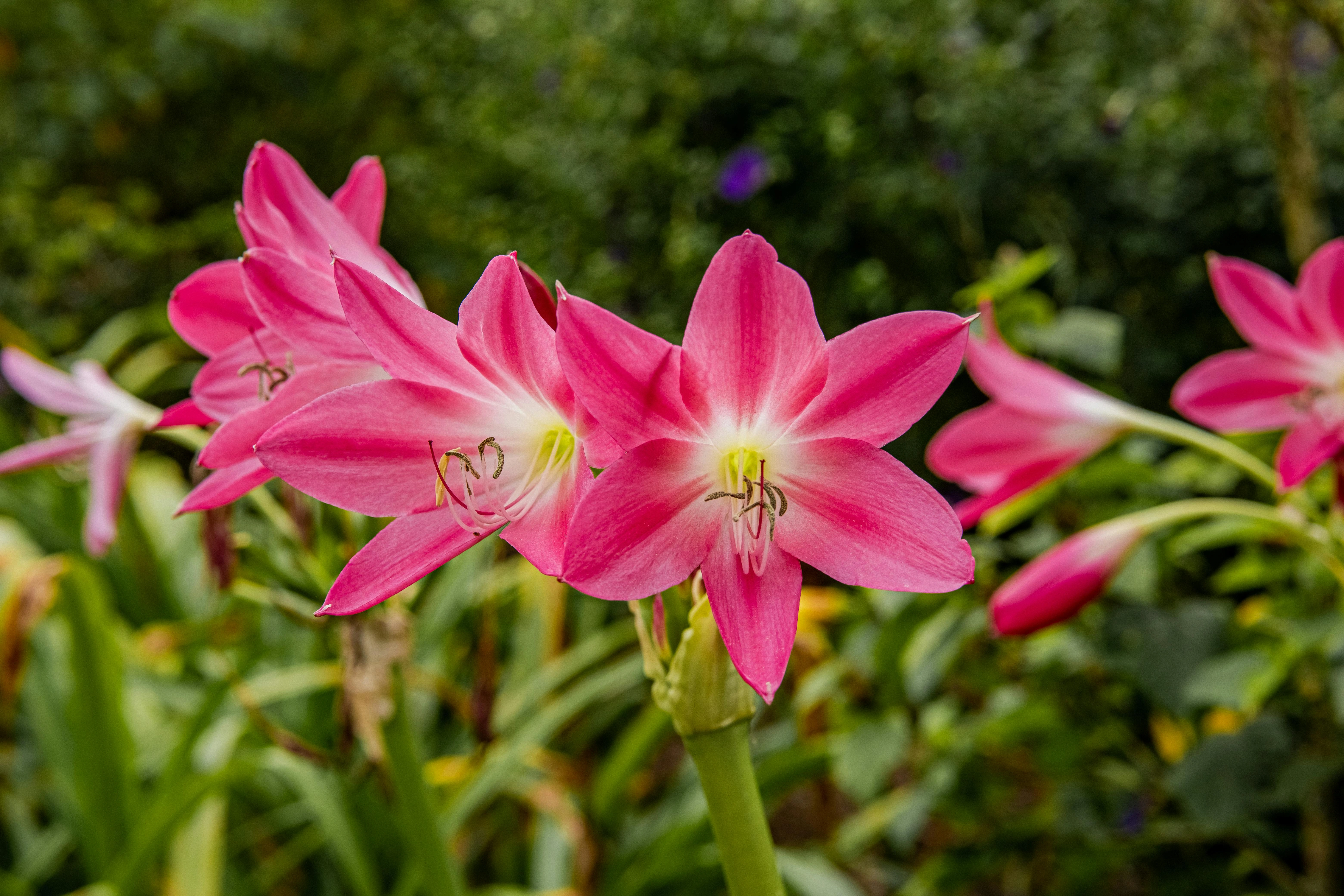 Arabian Lilies (Amaryllis belladonna hybrids) - Premium grafted flowers seedling available at Mynzagric