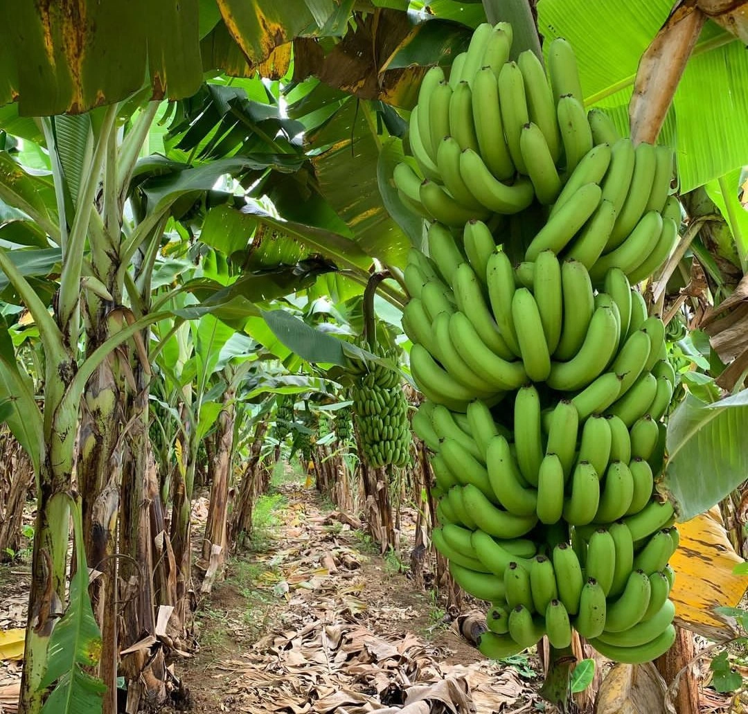 Premium Banana Suckers - Premium grafted tropical seedling available at Mynzagric