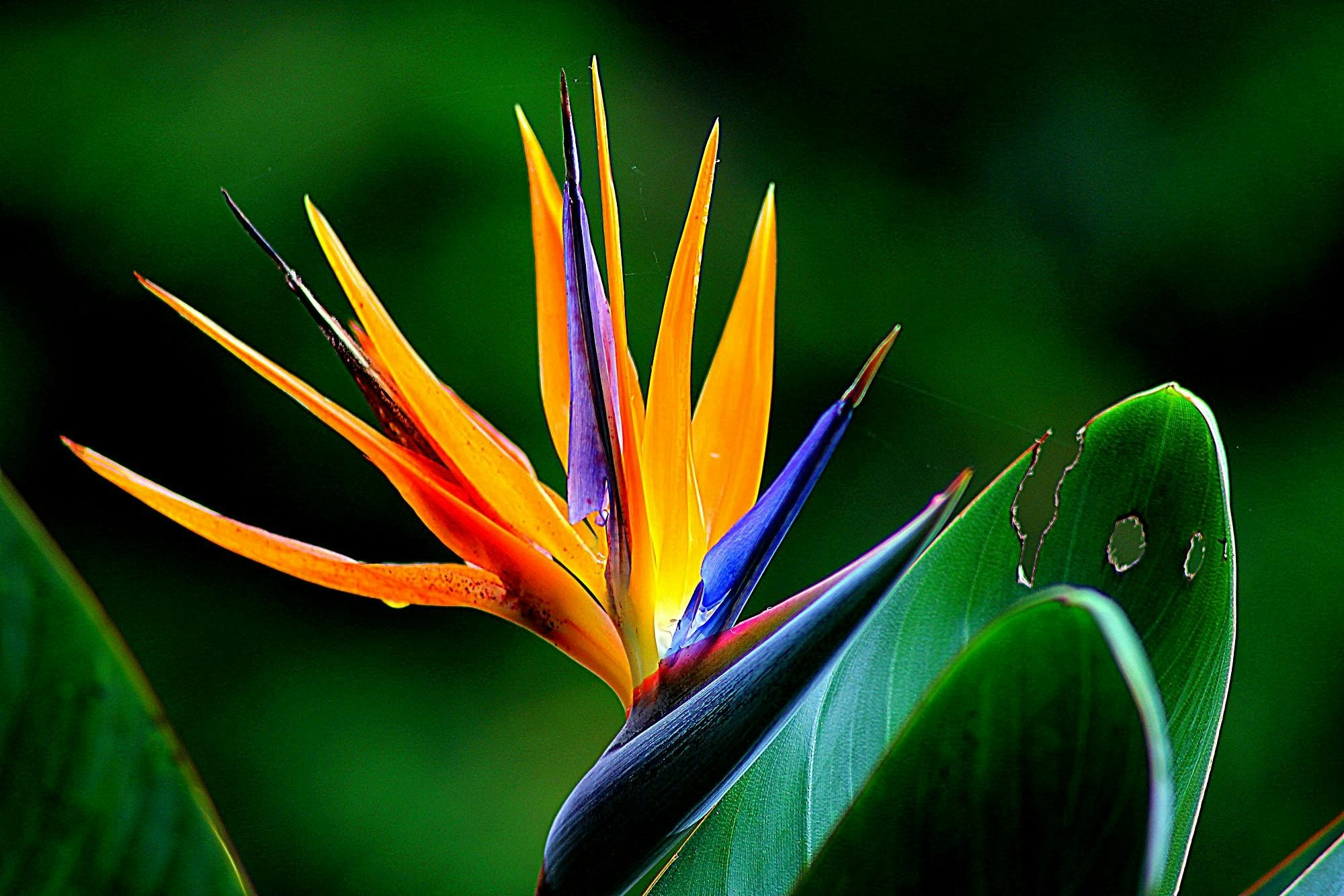 Bird-of-Paradise (Strelitzia reginae) - Premium grafted flowers seedling available at Mynzagric
