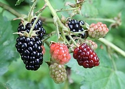 Blackberry - Premium grafted berries seedling available at Mynzagric