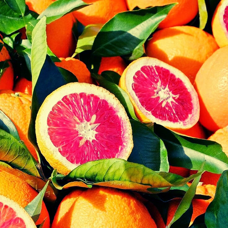 Blood Orange - Premium grafted citrus seedling available at Mynzagric