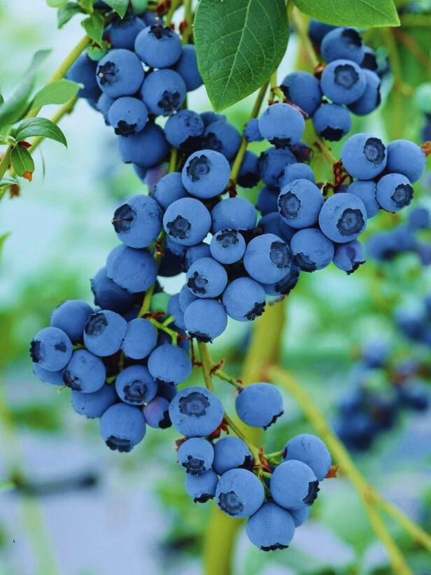 Blueberry - Premium grafted berries seedling available at Mynzagric