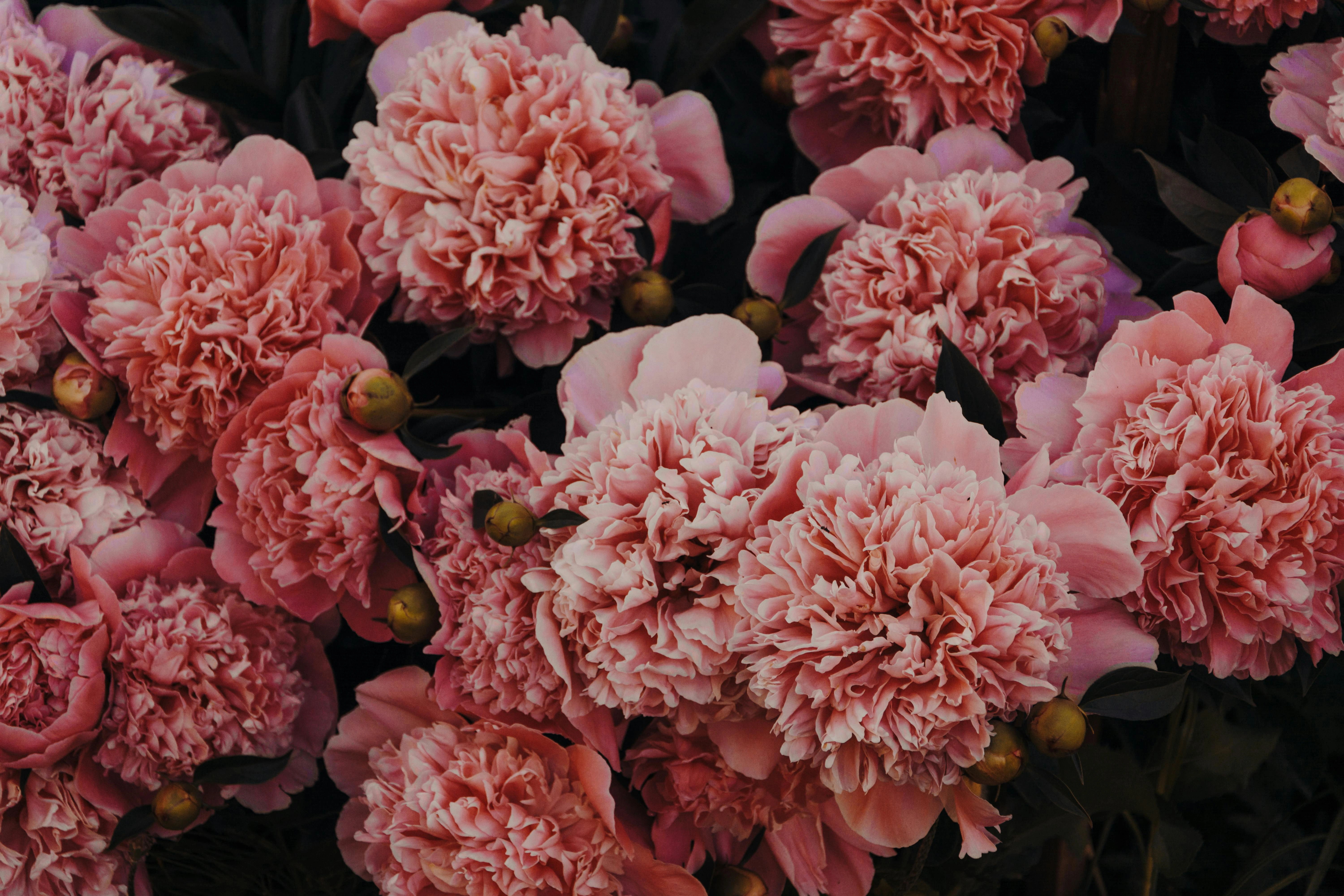 Carnations & Mini-carnations - Premium grafted flowers seedling available at Mynzagric