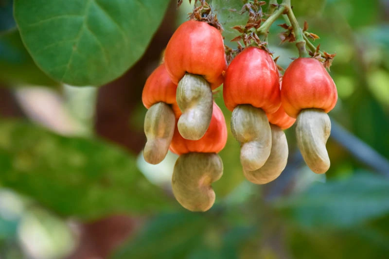 Cashewnut - Premium grafted tropical seedling available at Mynzagric