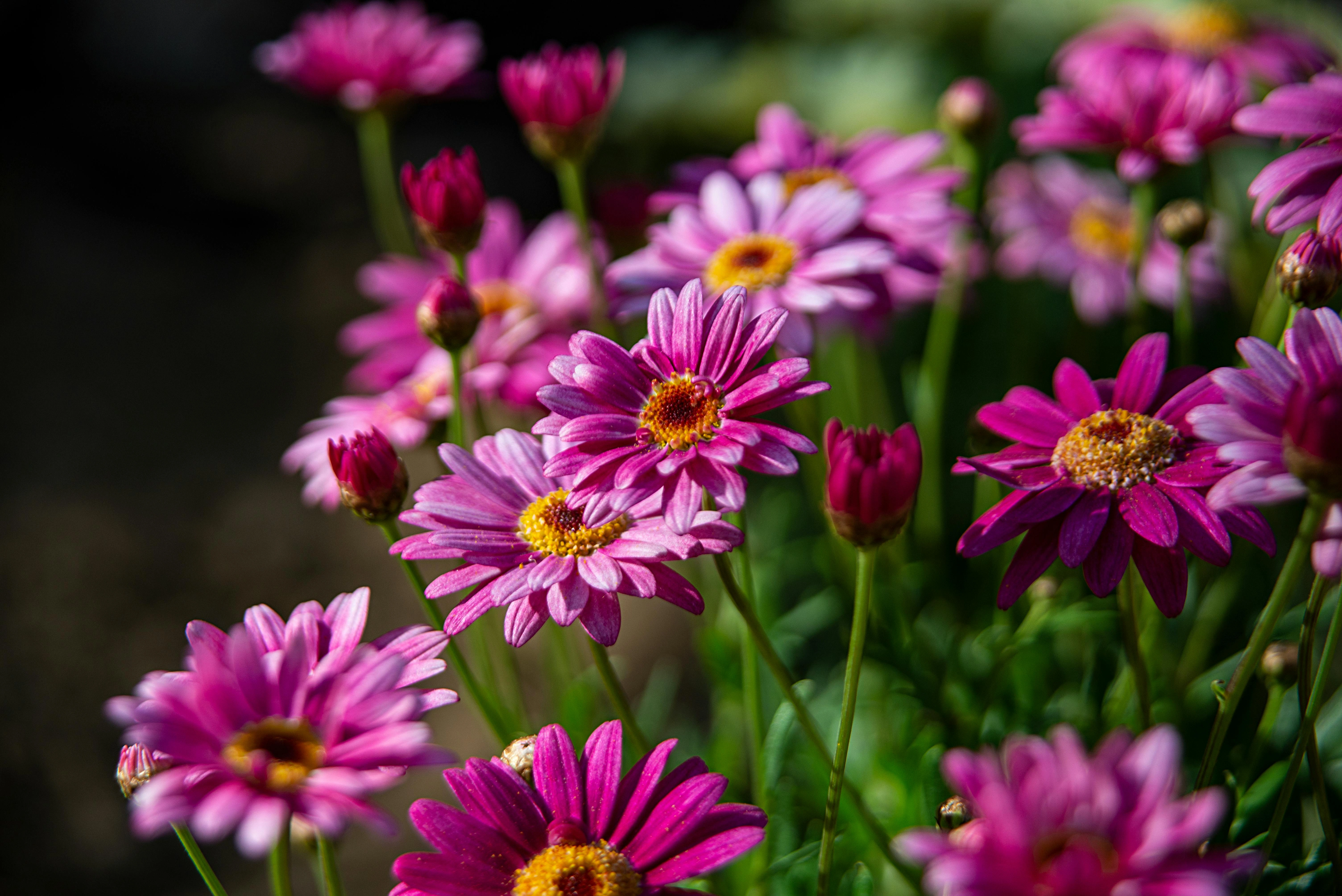 Chrysanthemums (Spray & Disbud) - Premium grafted flowers seedling available at Mynzagric