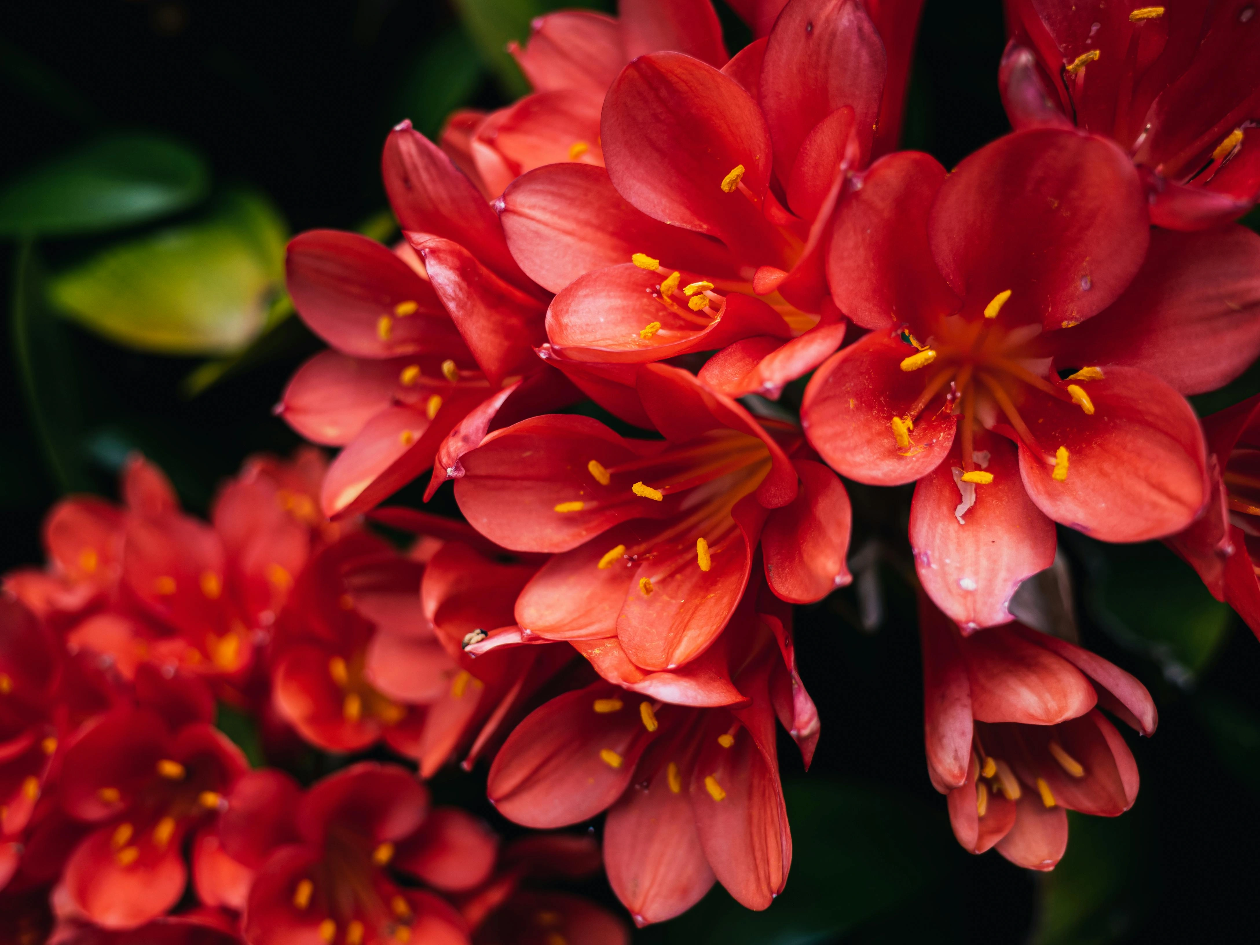 Clivia miniata (Natal Lily) - Premium grafted flowers seedling available at Mynzagric