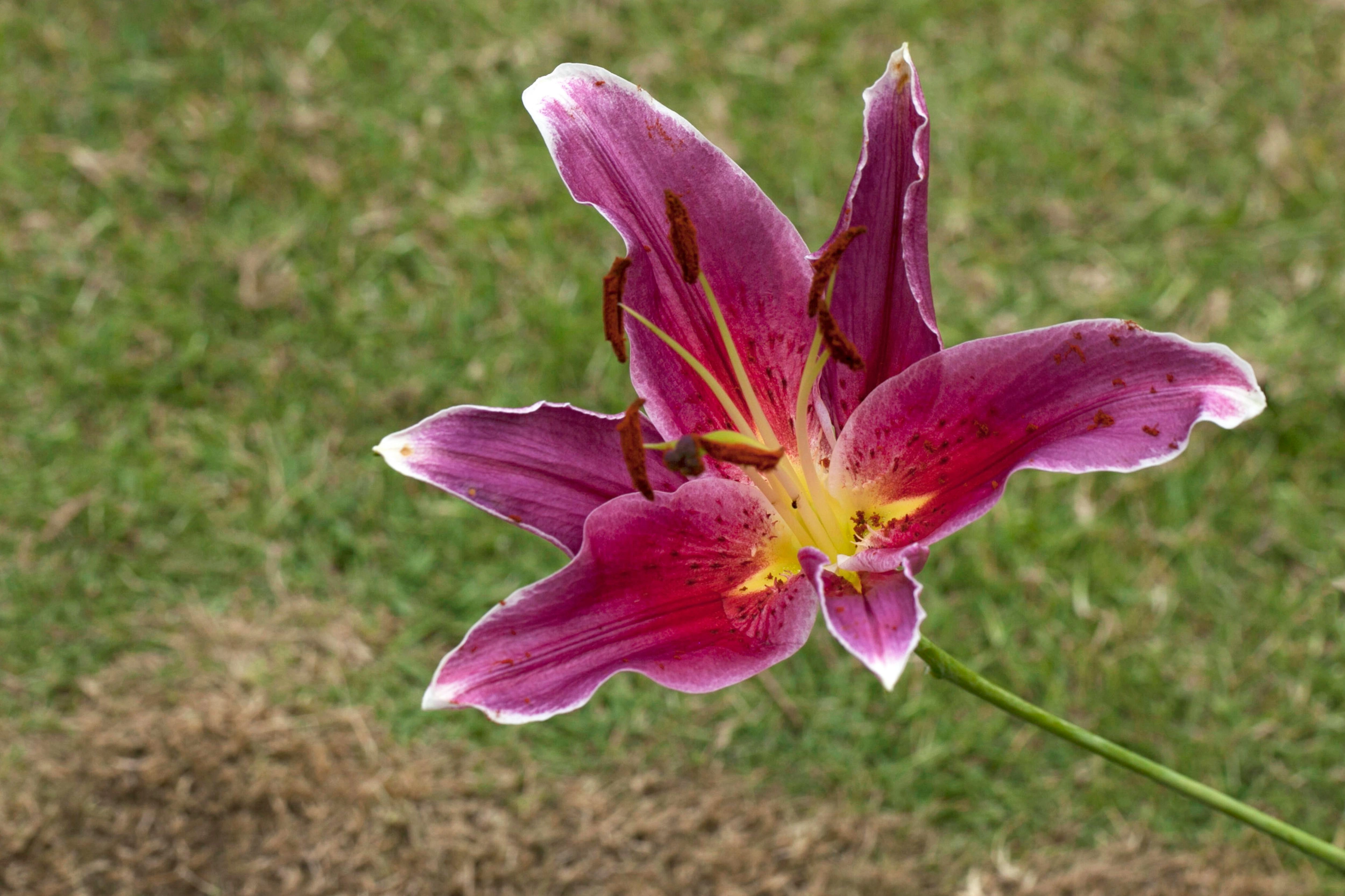 Crinum (Crinum bulbispermum & macowanii) - Premium grafted flowers seedling available at Mynzagric