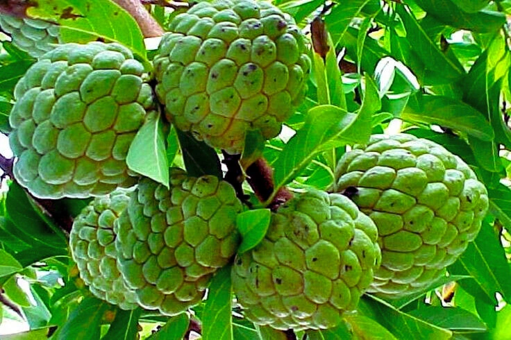 Custard Apple - Premium grafted tropical seedling available at Mynzagric
