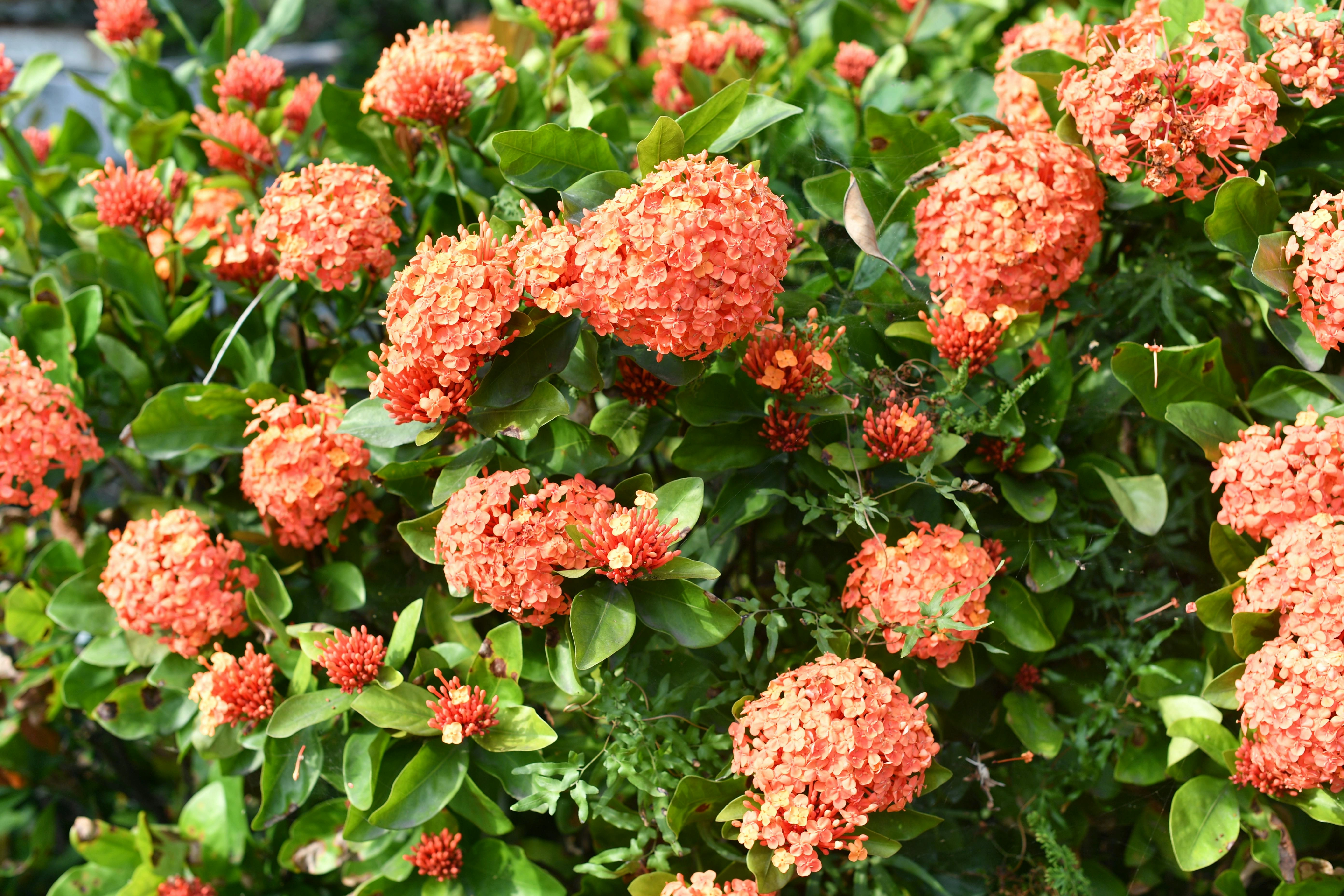 Dombeya burgessiae (Tropical Hydrangea) - Premium grafted flowers seedling available at Mynzagric