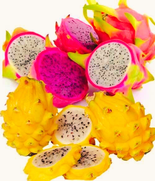 Dragon Fruit - Premium grafted tropical seedling available at Mynzagric