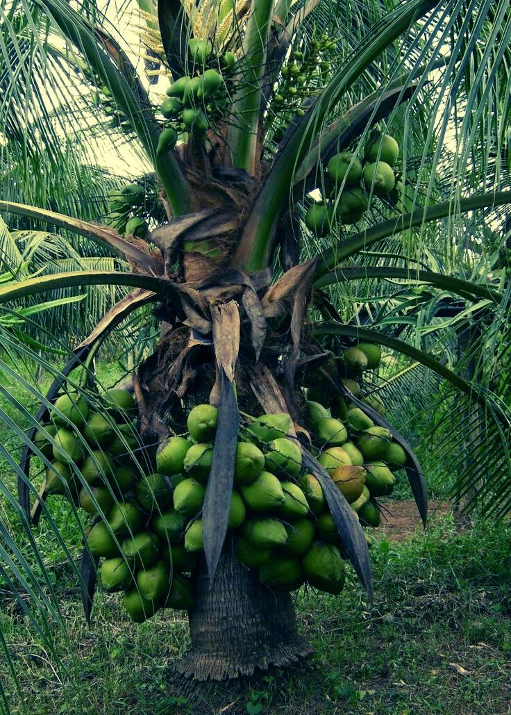 Dwarf Coconut - Premium grafted tropical seedling available at Mynzagric