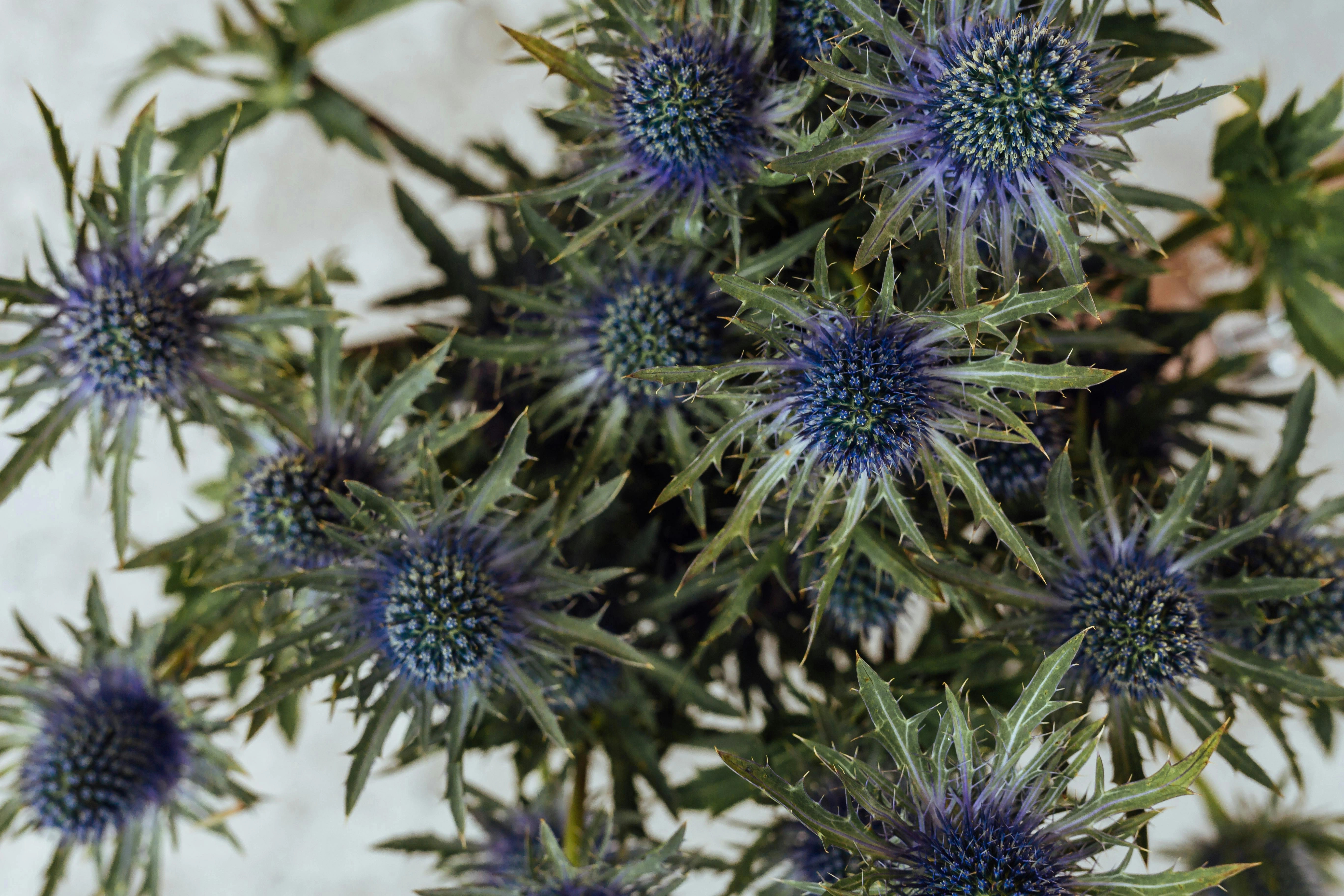 Eryngium (Sea Holly) - Premium grafted flowers seedling available at Mynzagric