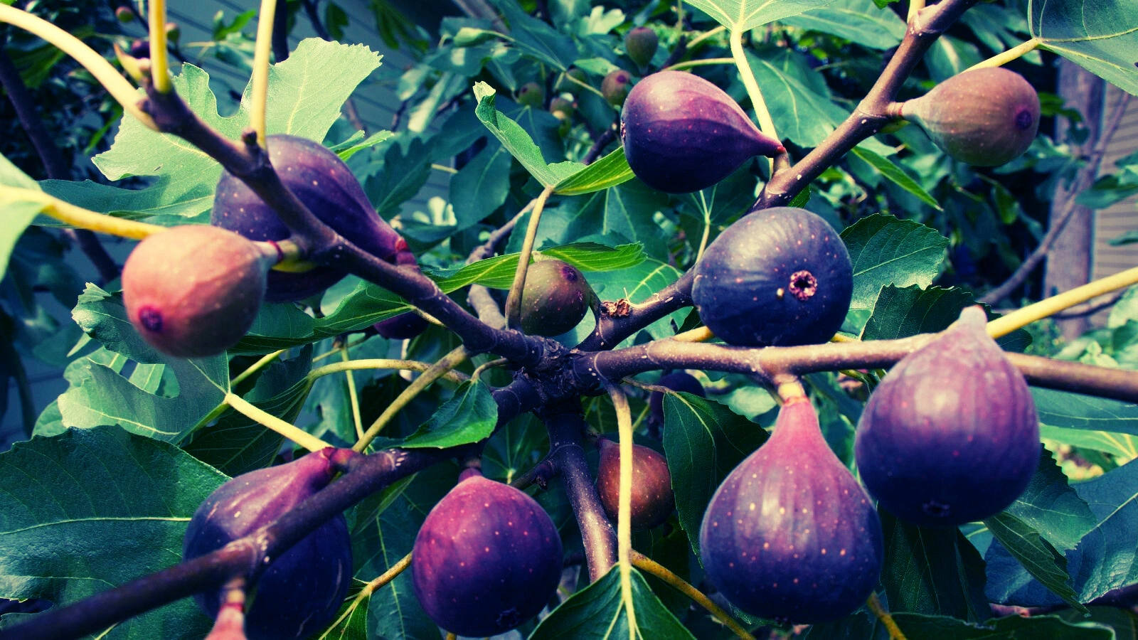 Fig Tree - Premium grafted tropical seedling available at Mynzagric