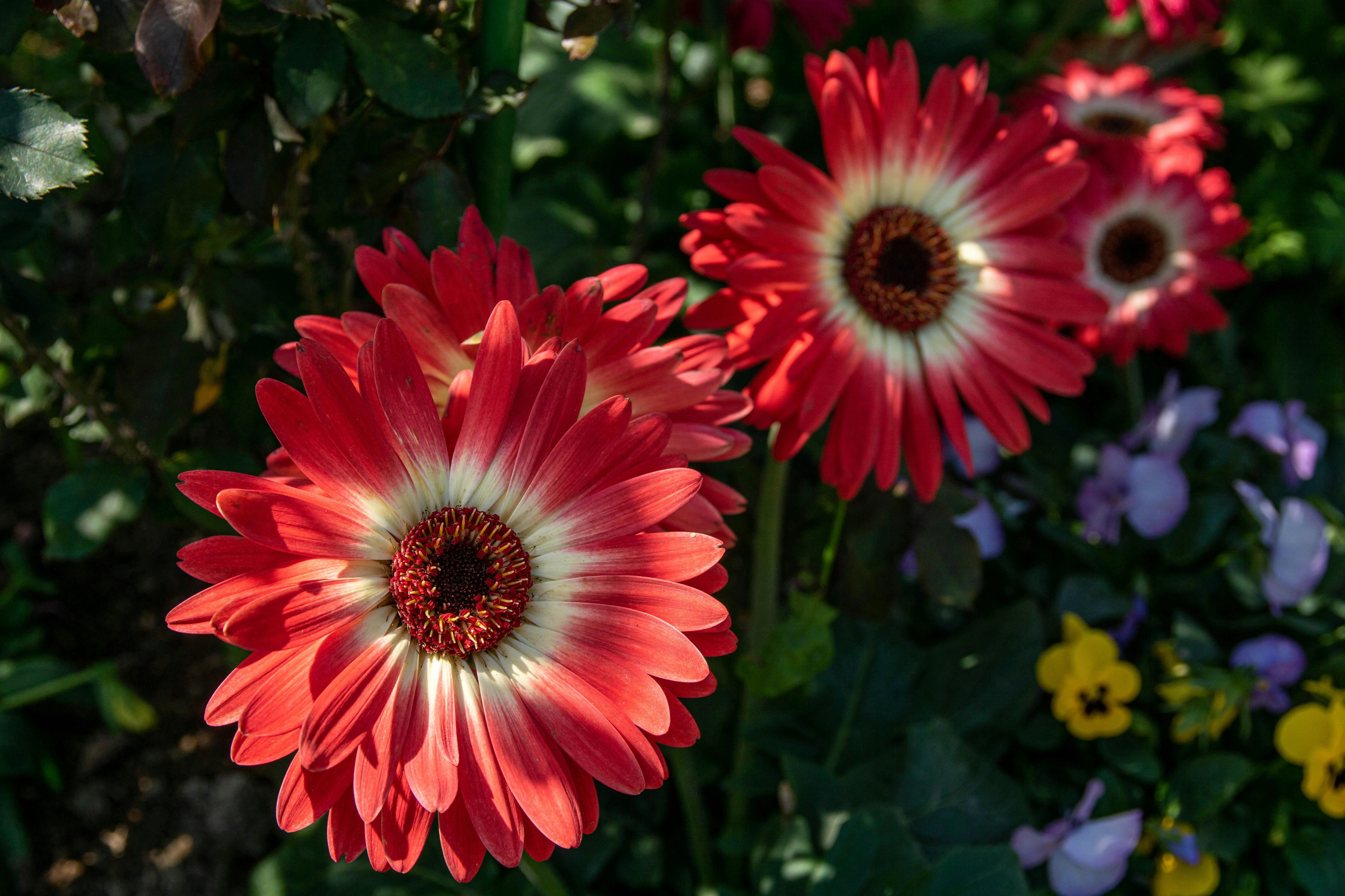 Gerbera jamesonii - Premium grafted flowers seedling available at Mynzagric