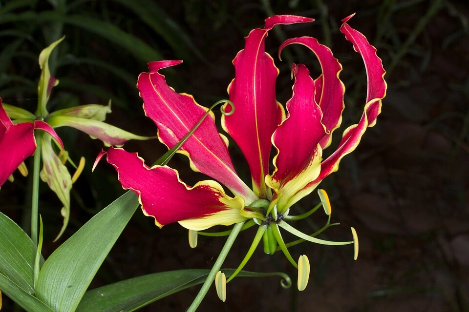 Gloriosa superba (Flame Lily) - Premium grafted flowers seedling available at Mynzagric