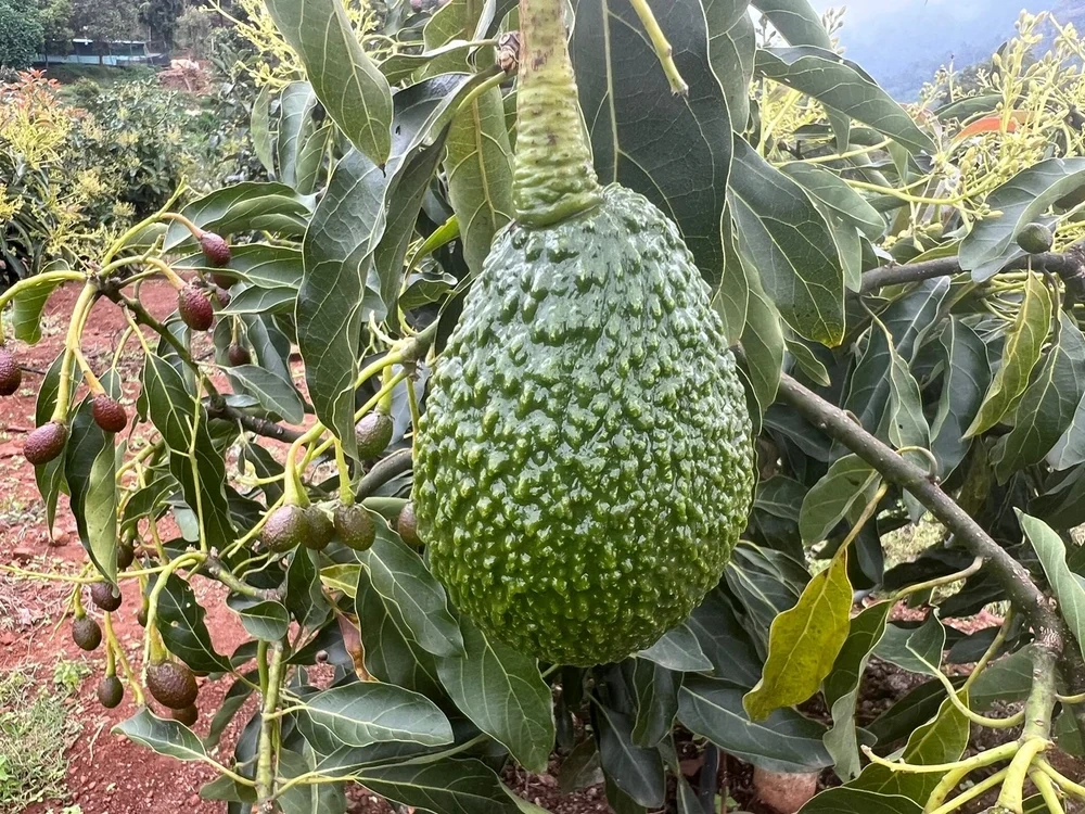 Grafted Hass Avocado - Premium grafted avocado seedling available at Mynzagric
