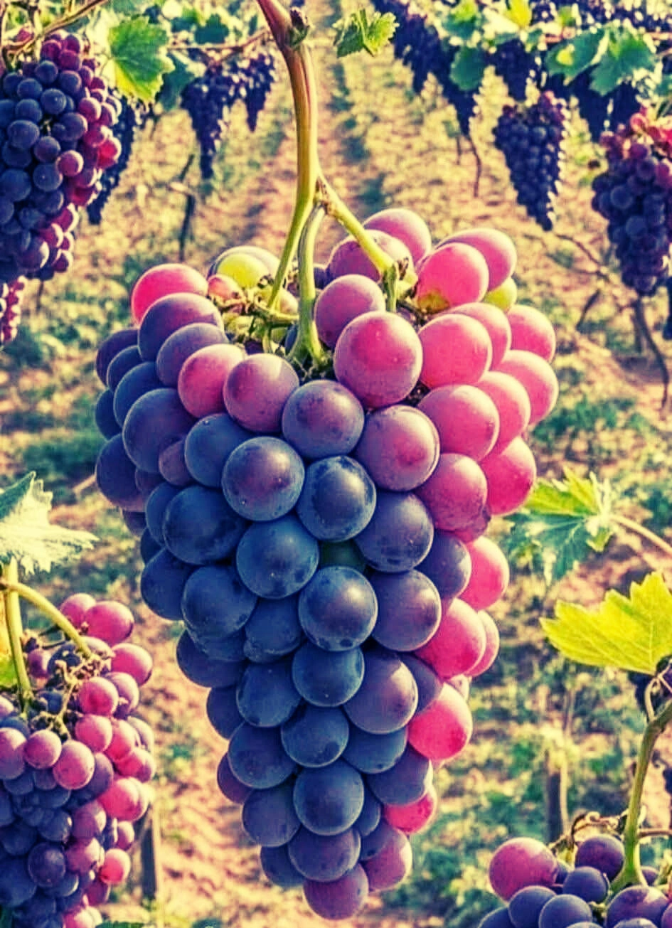 Grapes - Premium grafted tropical seedling available at Mynzagric