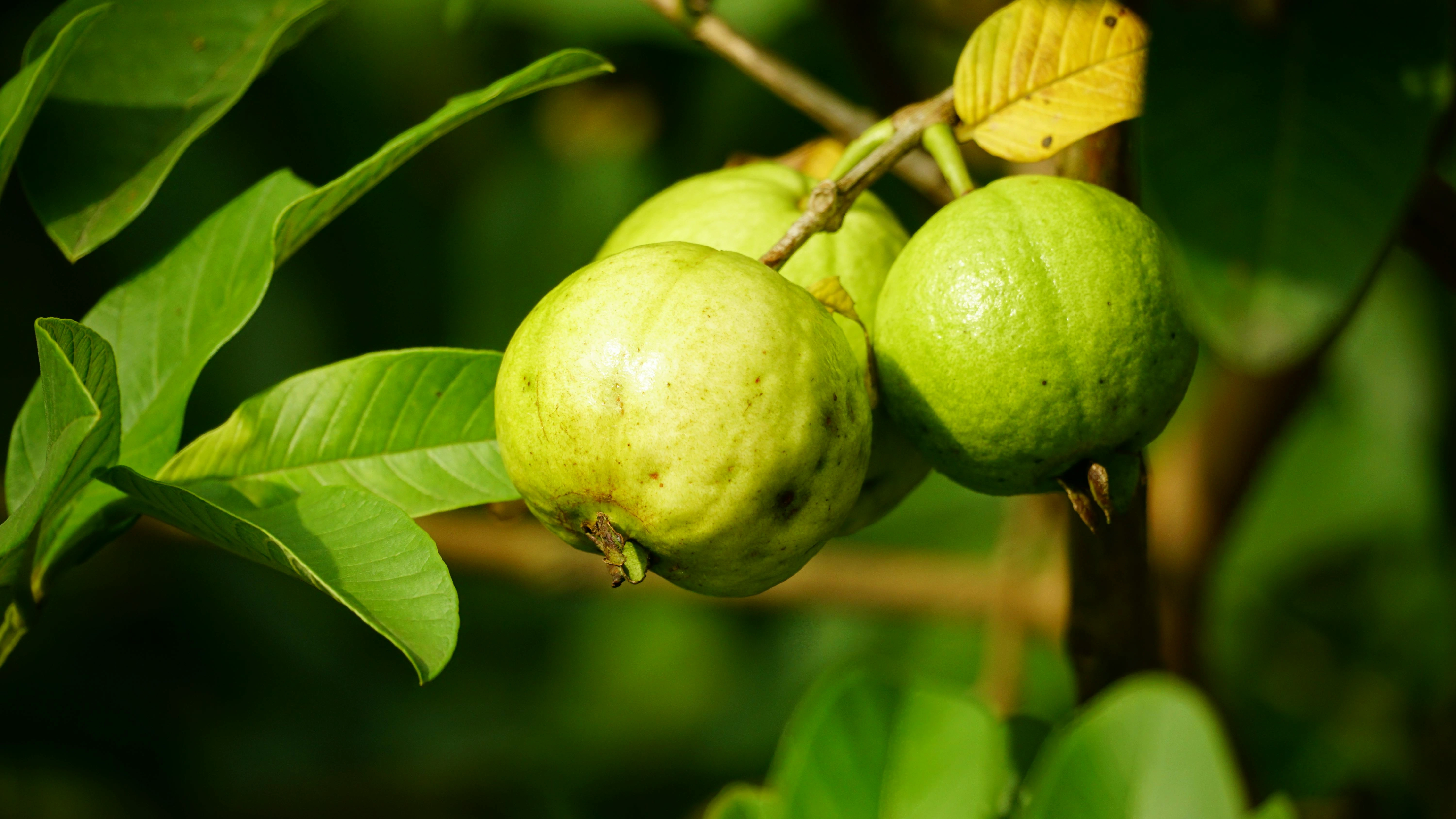Guavas - Premium grafted tropical seedling available at Mynzagric