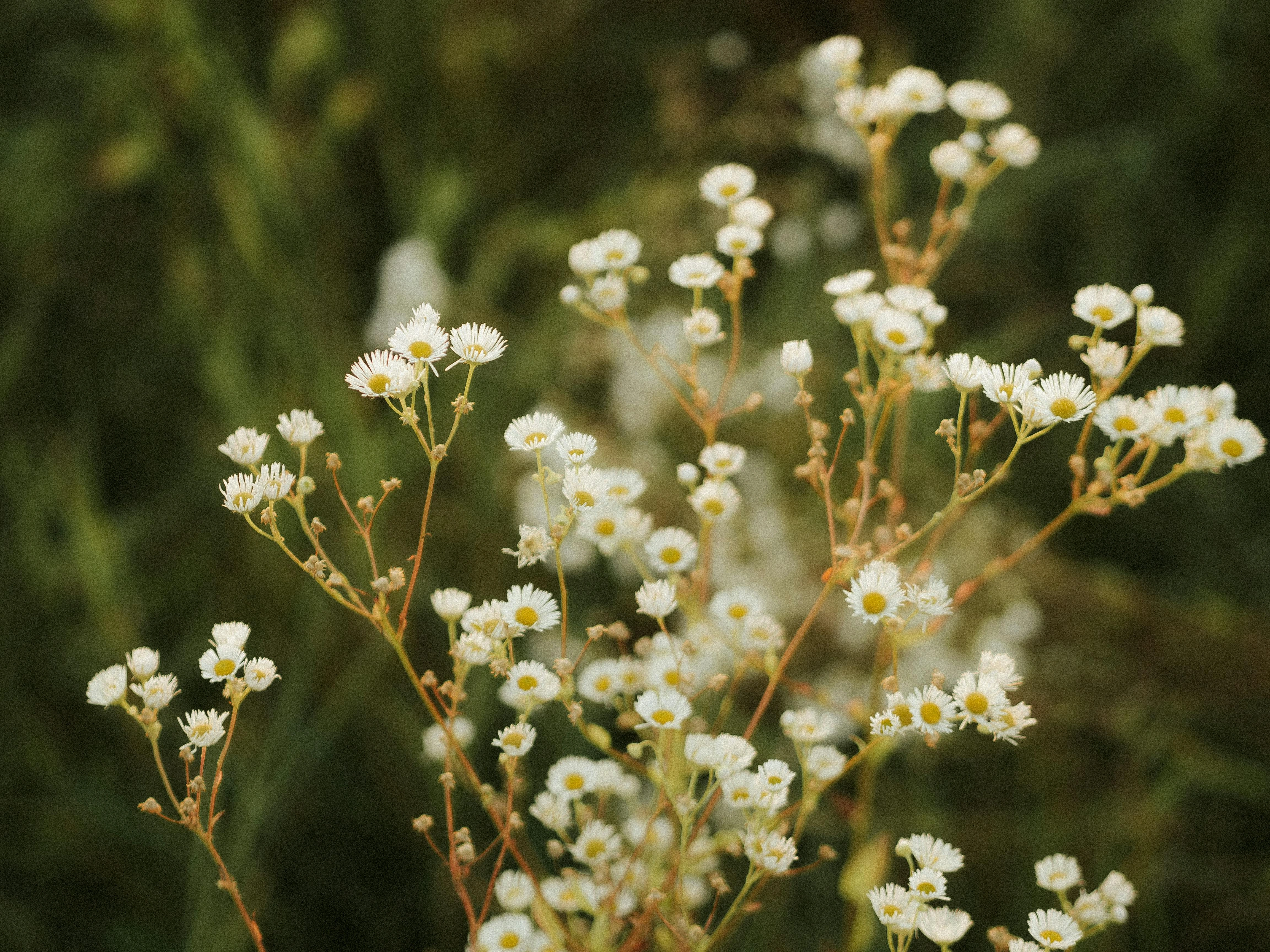 Gypsophila (Baby's Breath) - Premium grafted flowers seedling available at Mynzagric