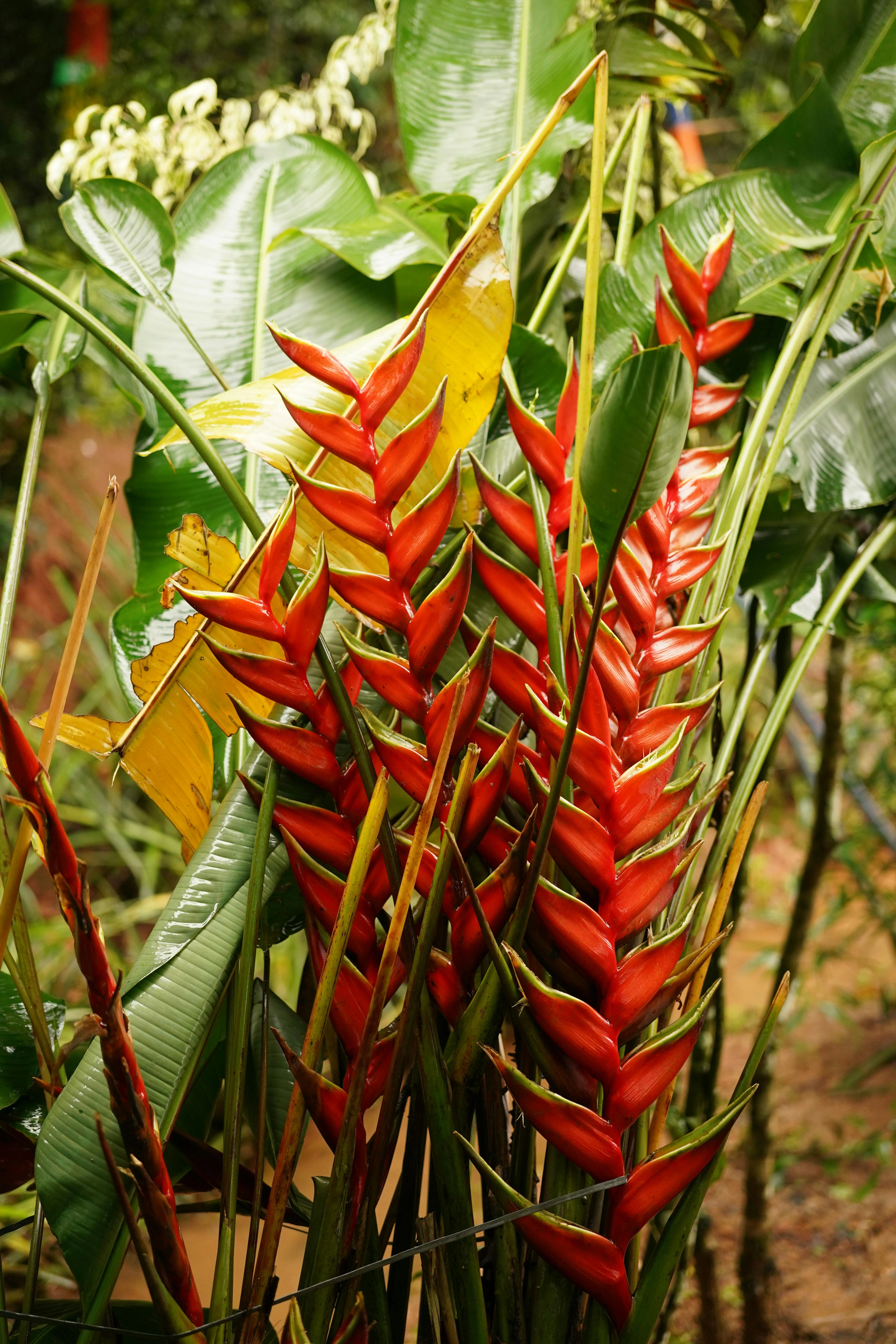 Heliconia - Premium grafted flowers seedling available at Mynzagric