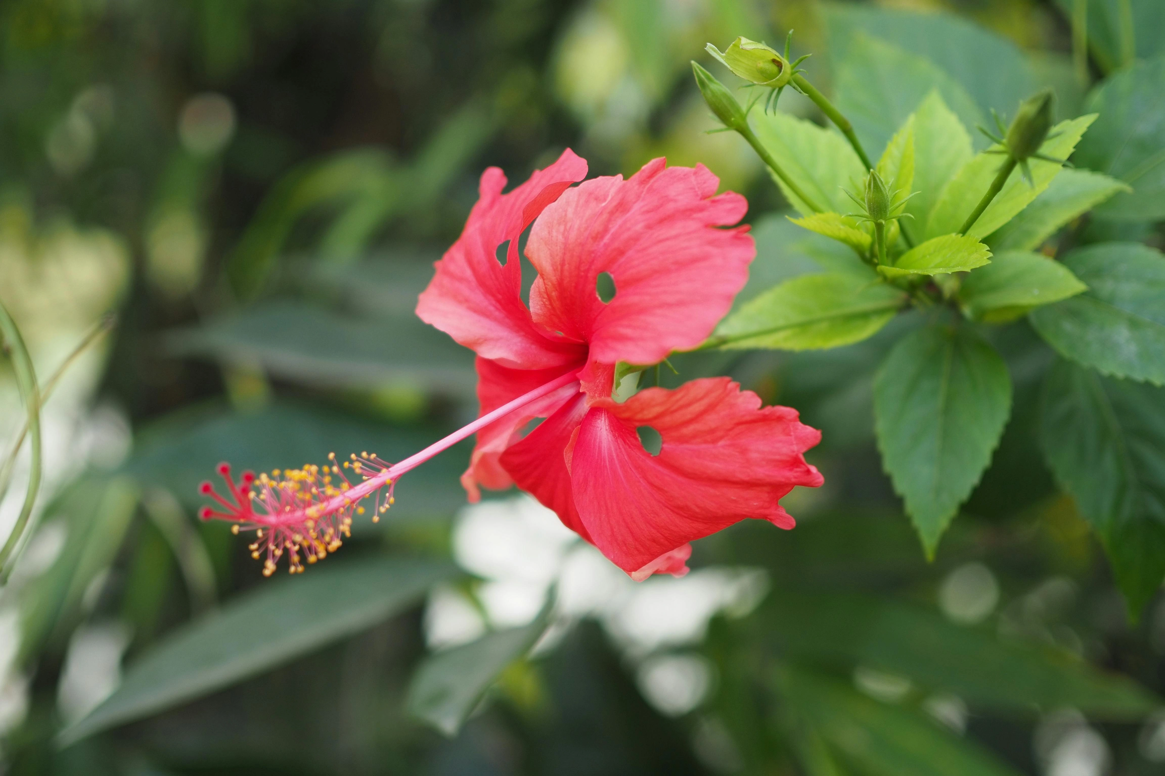 Hibiscus rosa-sinensis & Native Hibiscus - Premium grafted flowers seedling available at Mynzagric