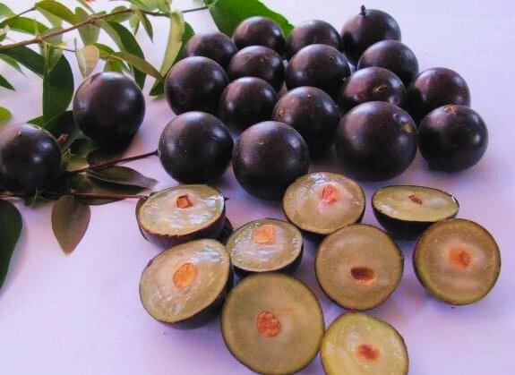 Jabuticaba - Premium grafted tropical seedling available at Mynzagric