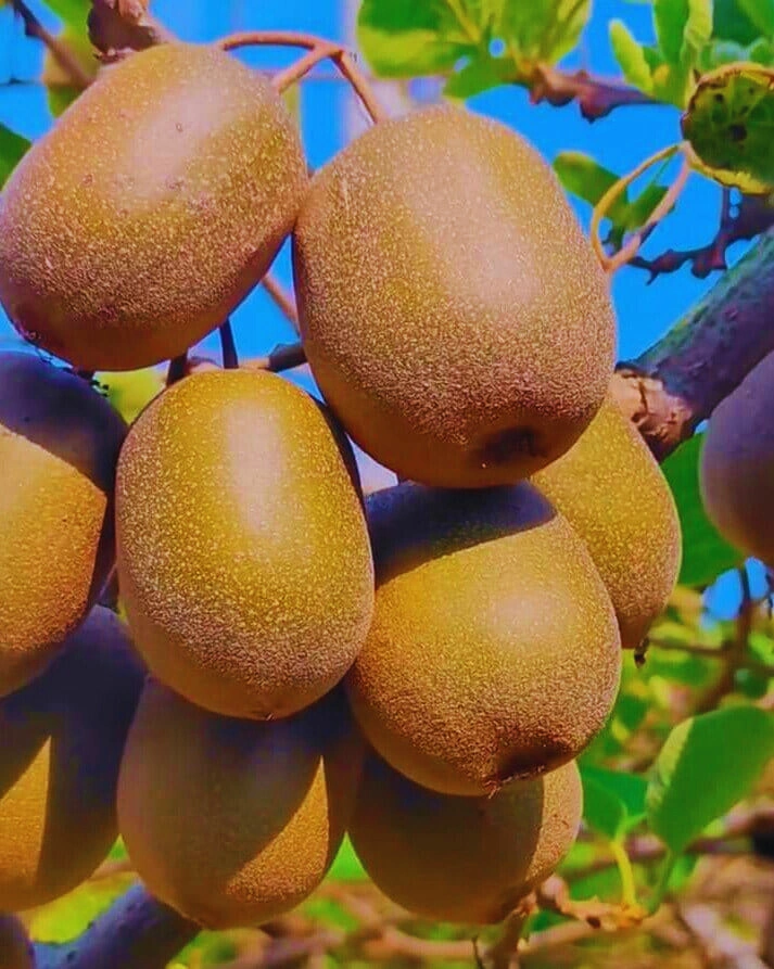 Kiwi - Premium grafted tropical seedling available at Mynzagric