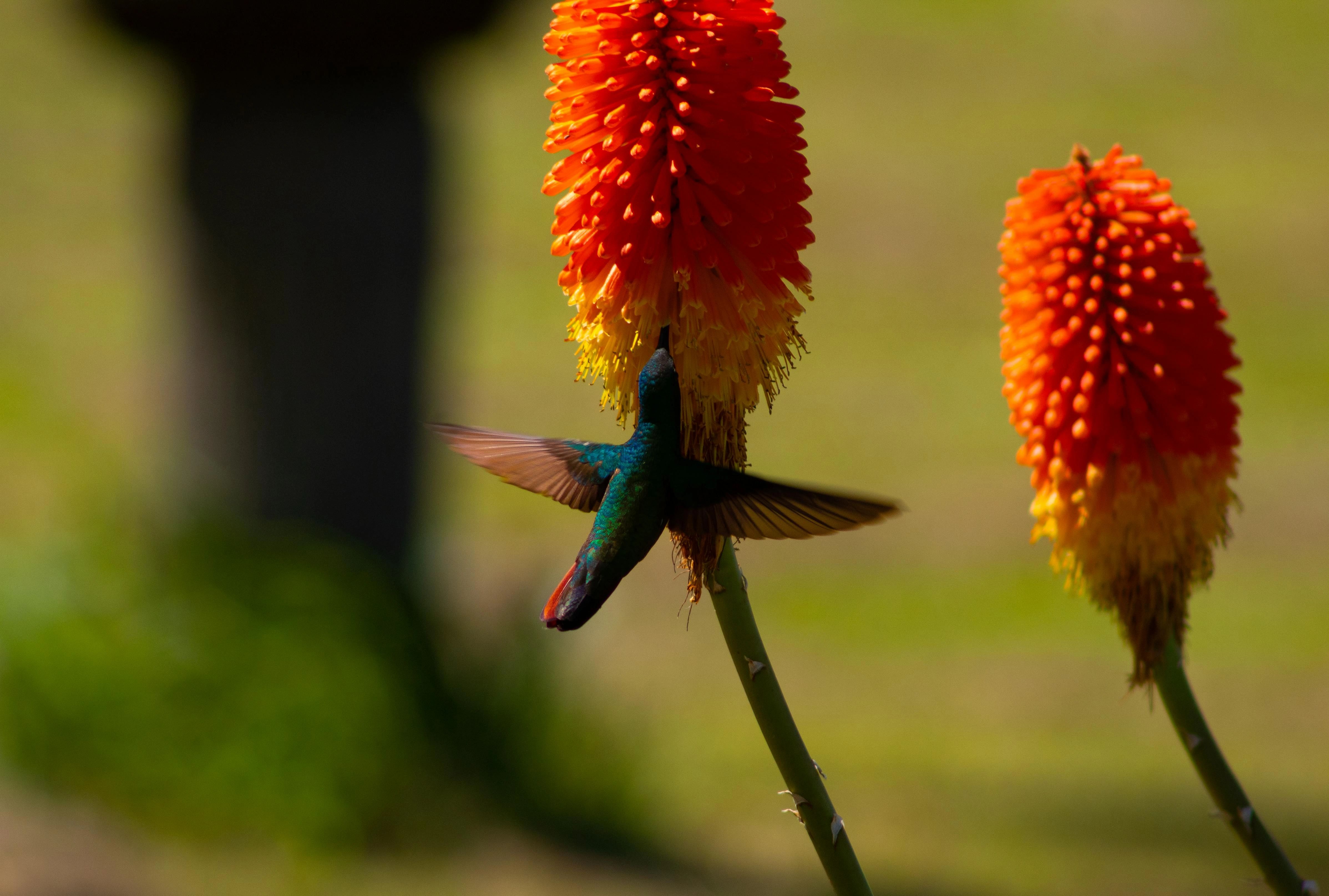 Kniphofia uvaria (Red-hot Poker) - Premium grafted flowers seedling available at Mynzagric