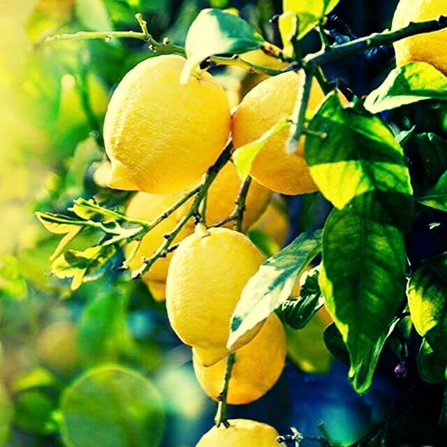 Lemon - Premium grafted citrus seedling available at Mynzagric