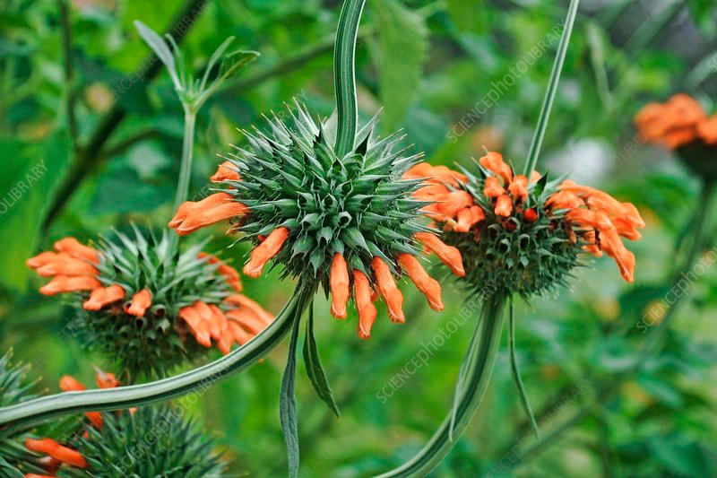 Leonotis (Lion's Ear / Wild Dagga) - Premium grafted flowers seedling available at Mynzagric