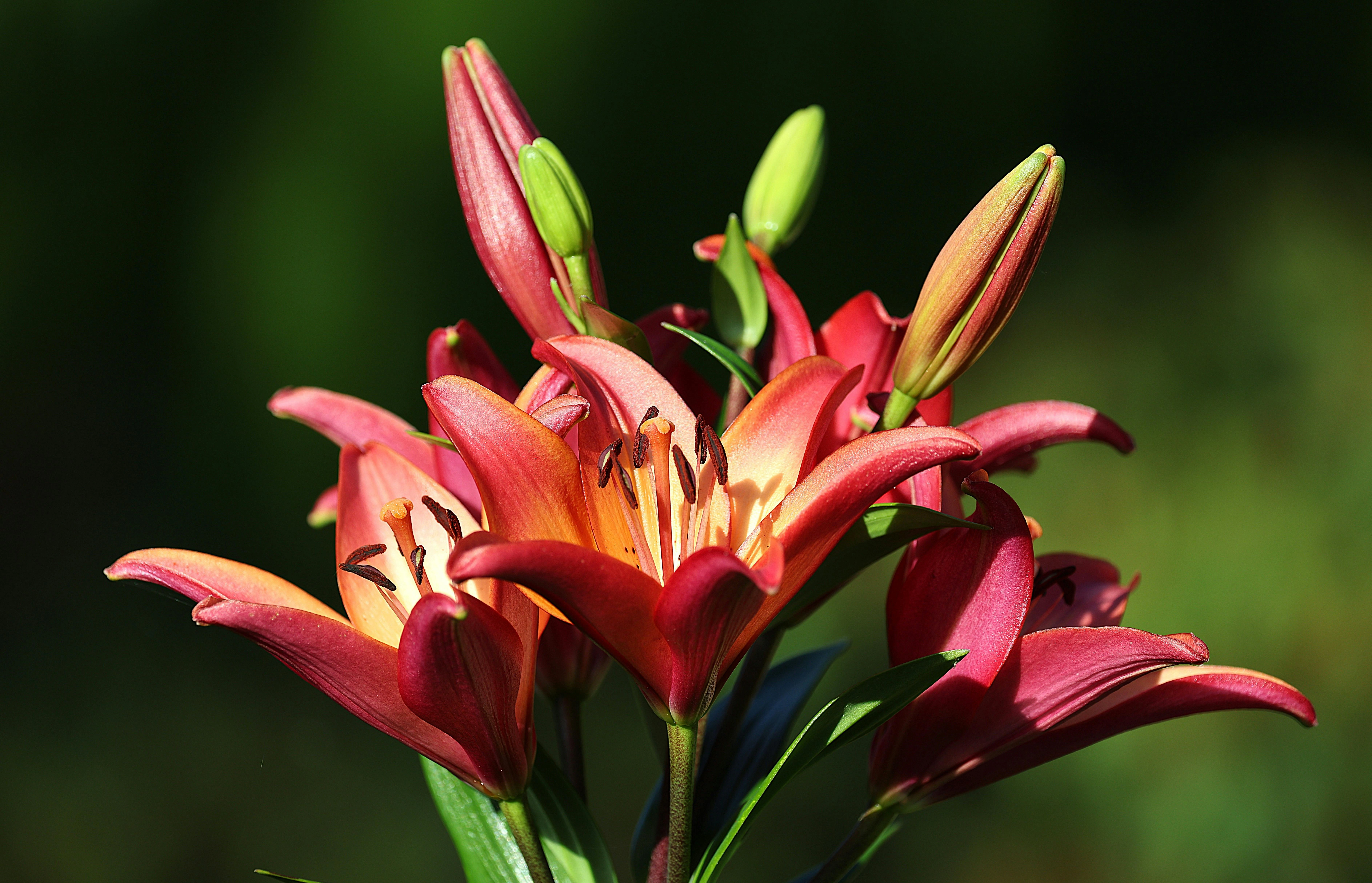 Lilies (Asiatic, Oriental, LA hybrids) - Premium grafted flowers seedling available at Mynzagric