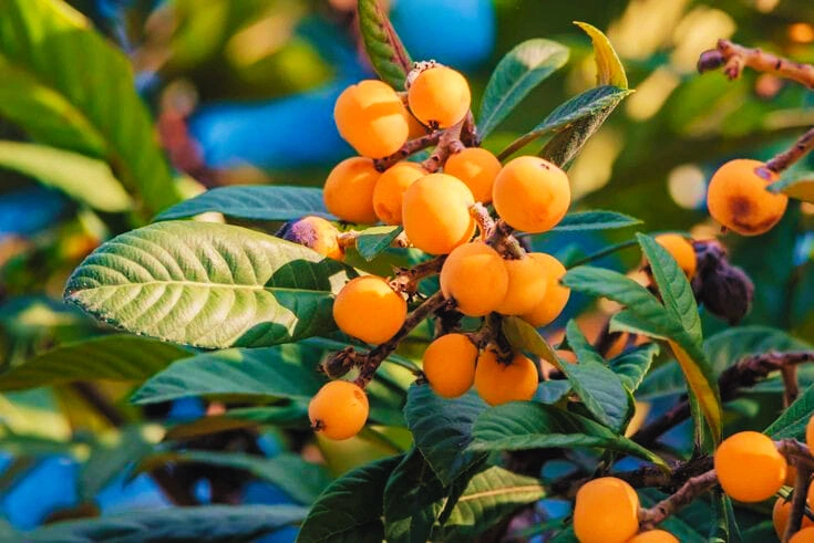 Loquats - Premium grafted tropical seedling available at Mynzagric