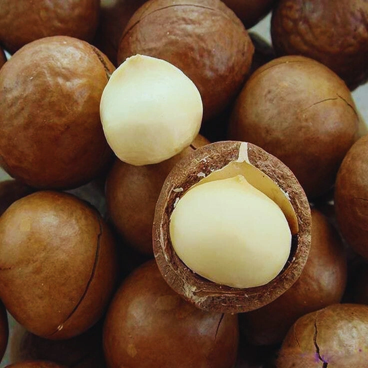 Grafted Macadamia Muranga - Premium grafted tropical seedling available at Mynzagric