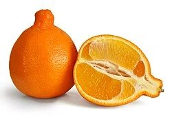 Minneola Tangelo Orange - Premium grafted citrus seedling available at Mynzagric