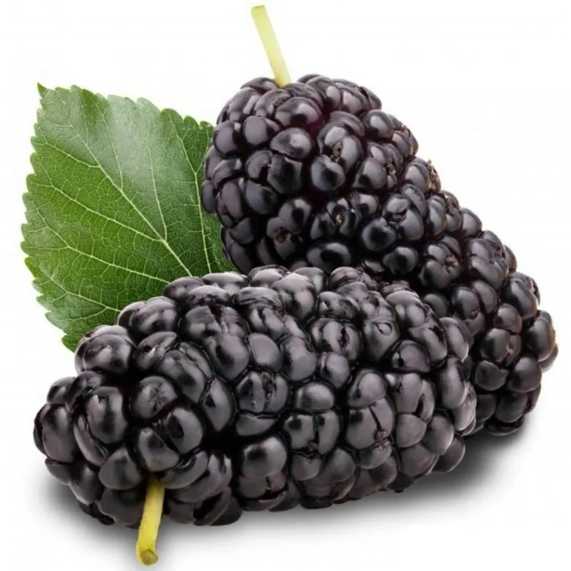 Mulberry - Premium grafted berries seedling available at Mynzagric