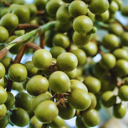 Olive - Premium grafted tropical seedling available at Mynzagric