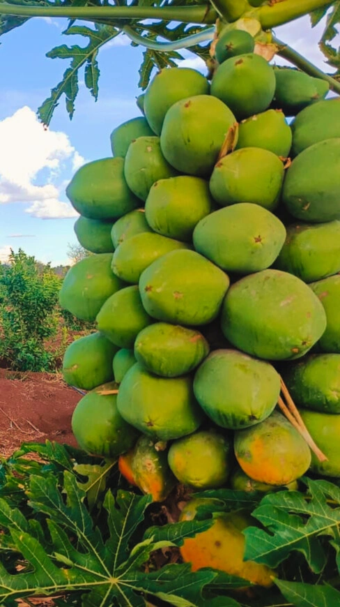 Pawpaw - Premium grafted tropical seedling available at Mynzagric