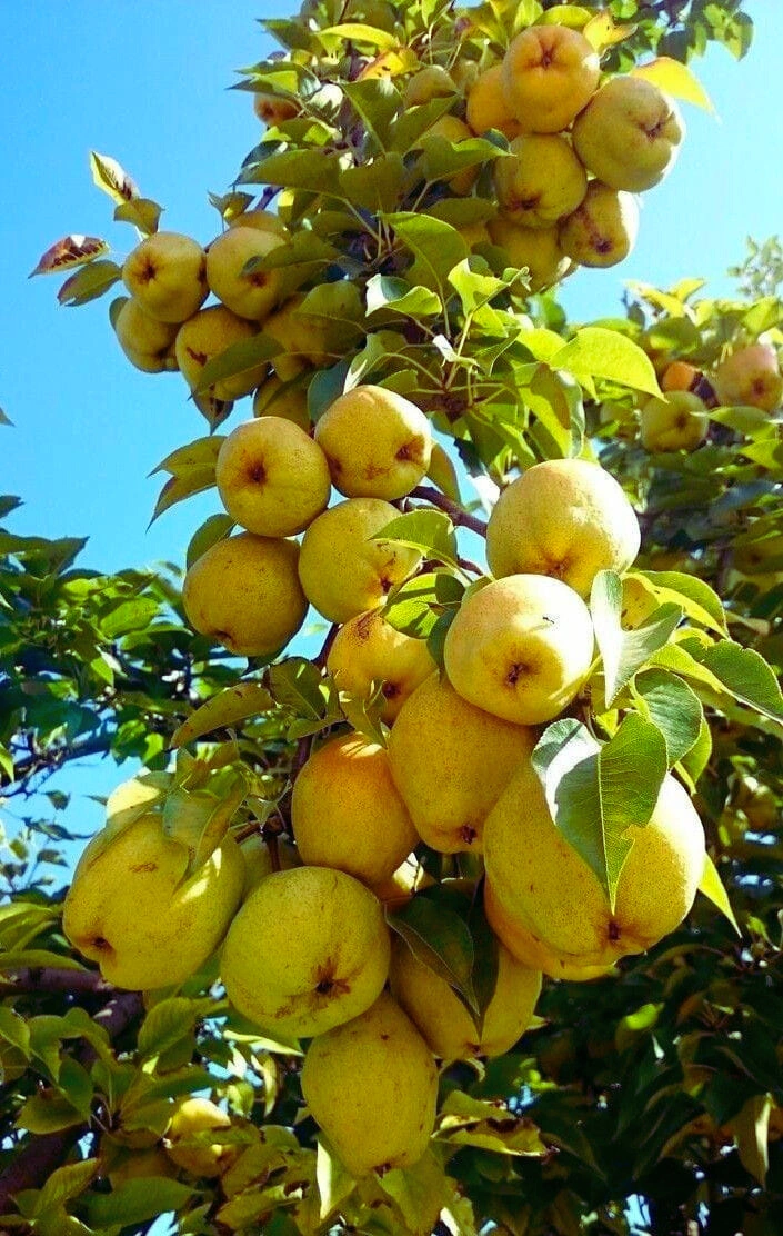 Pears - Premium grafted tropical seedling available at Mynzagric