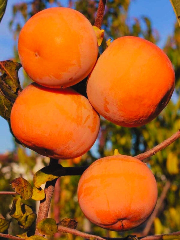 Persimmon - Premium grafted tropical seedling available at Mynzagric