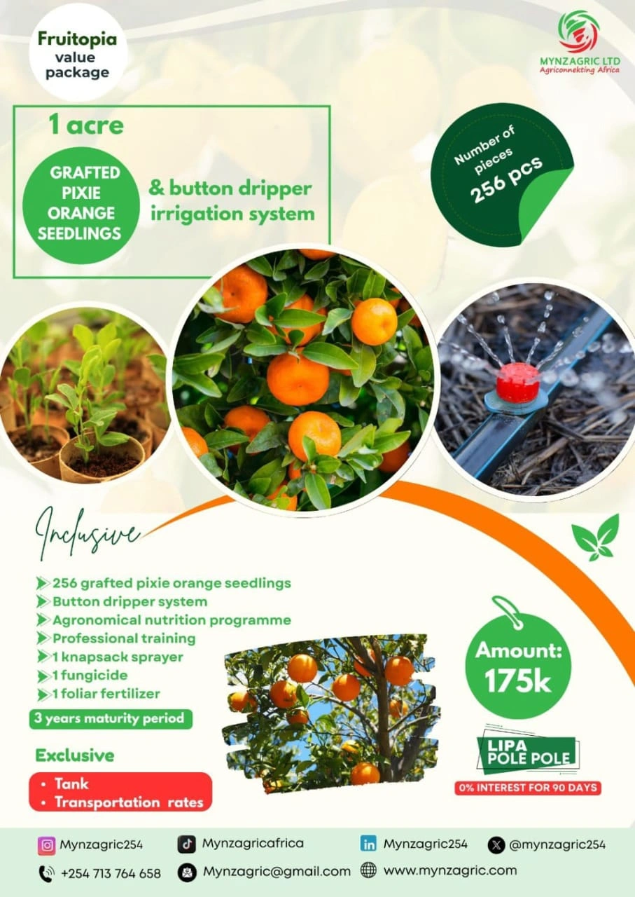 Pixie Orange Value Pack