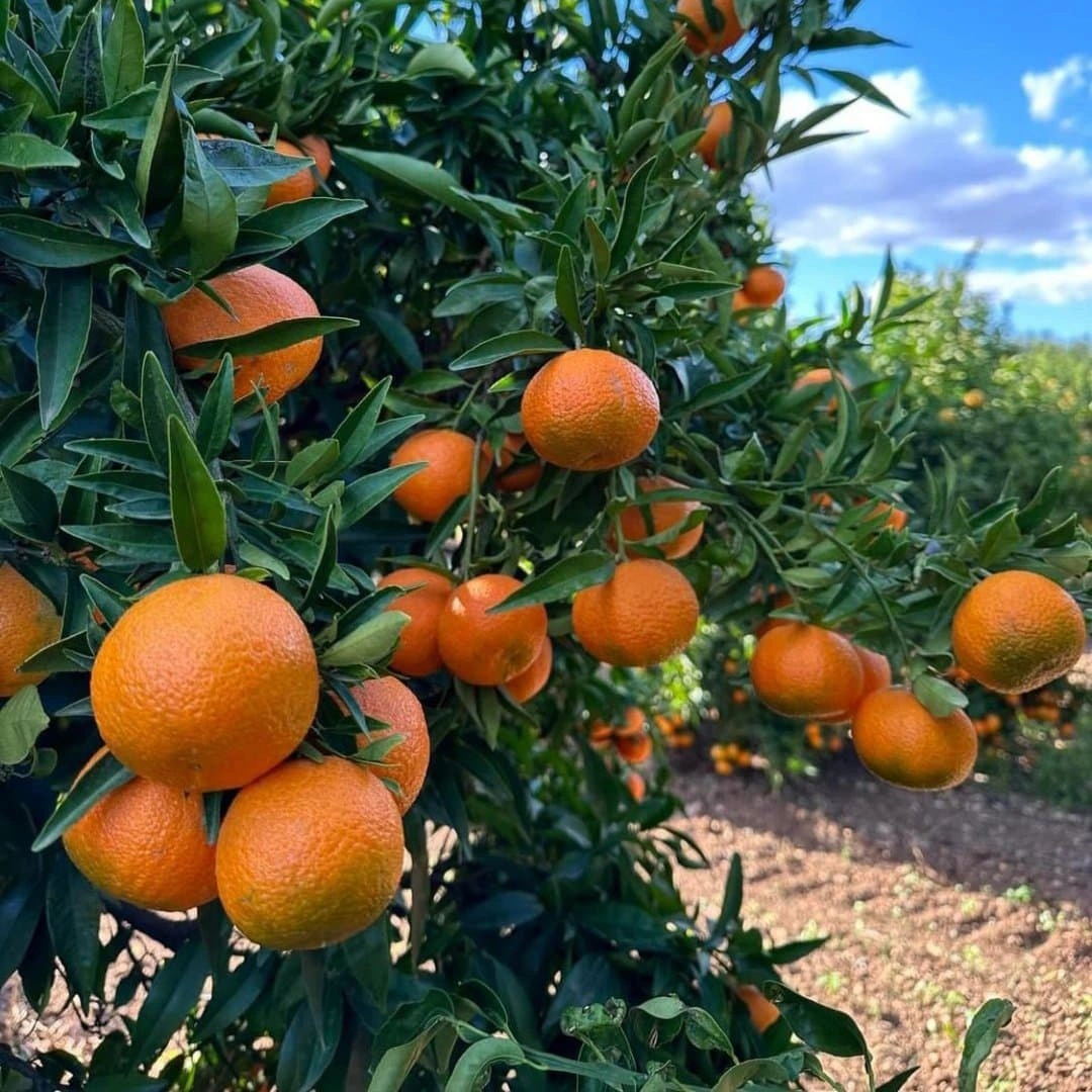 Grafted Pixies Orange - Premium grafted citrus seedling available at Mynzagric