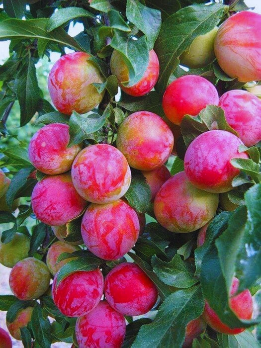 Plums - Premium grafted tropical seedling available at Mynzagric