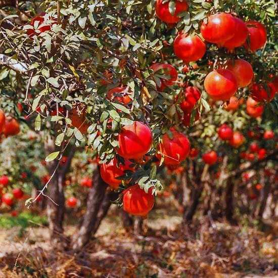 Pomegranate - Premium grafted tropical seedling available at Mynzagric