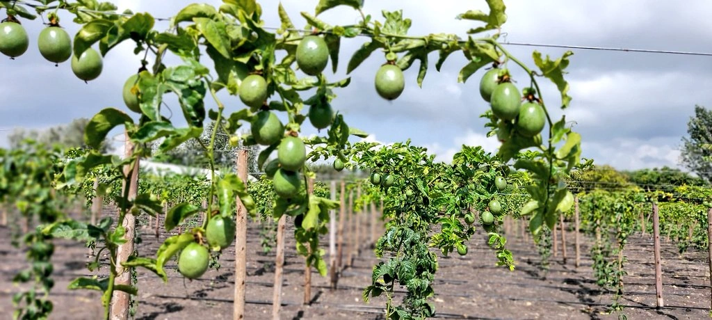 Grafted Purple Passion - Premium grafted tropical seedling available at Mynzagric