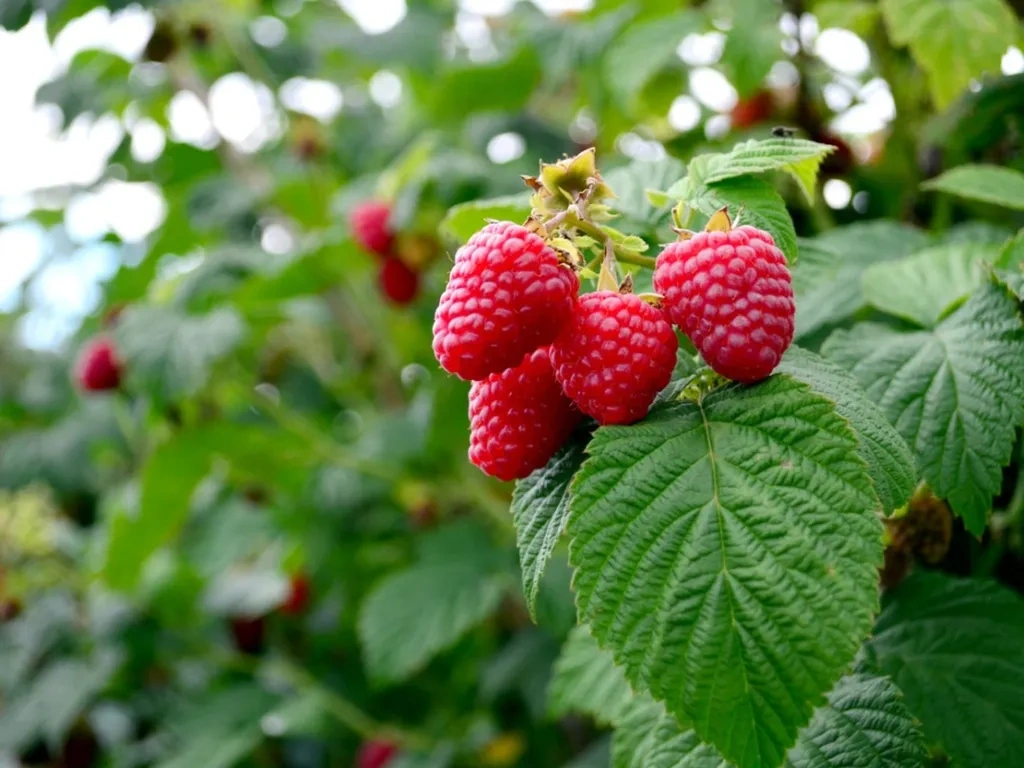 Raspberry - Premium grafted berries seedling available at Mynzagric