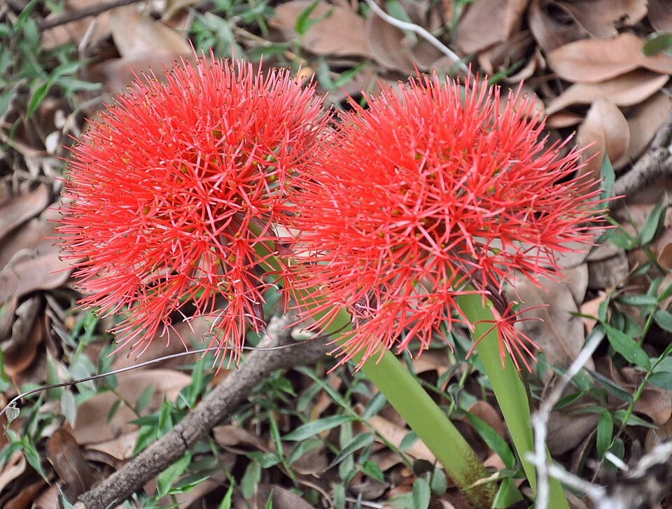 Scadoxus multiflorus (Blood Lily / Fireball Lily) - Premium grafted flowers seedling available at Mynzagric