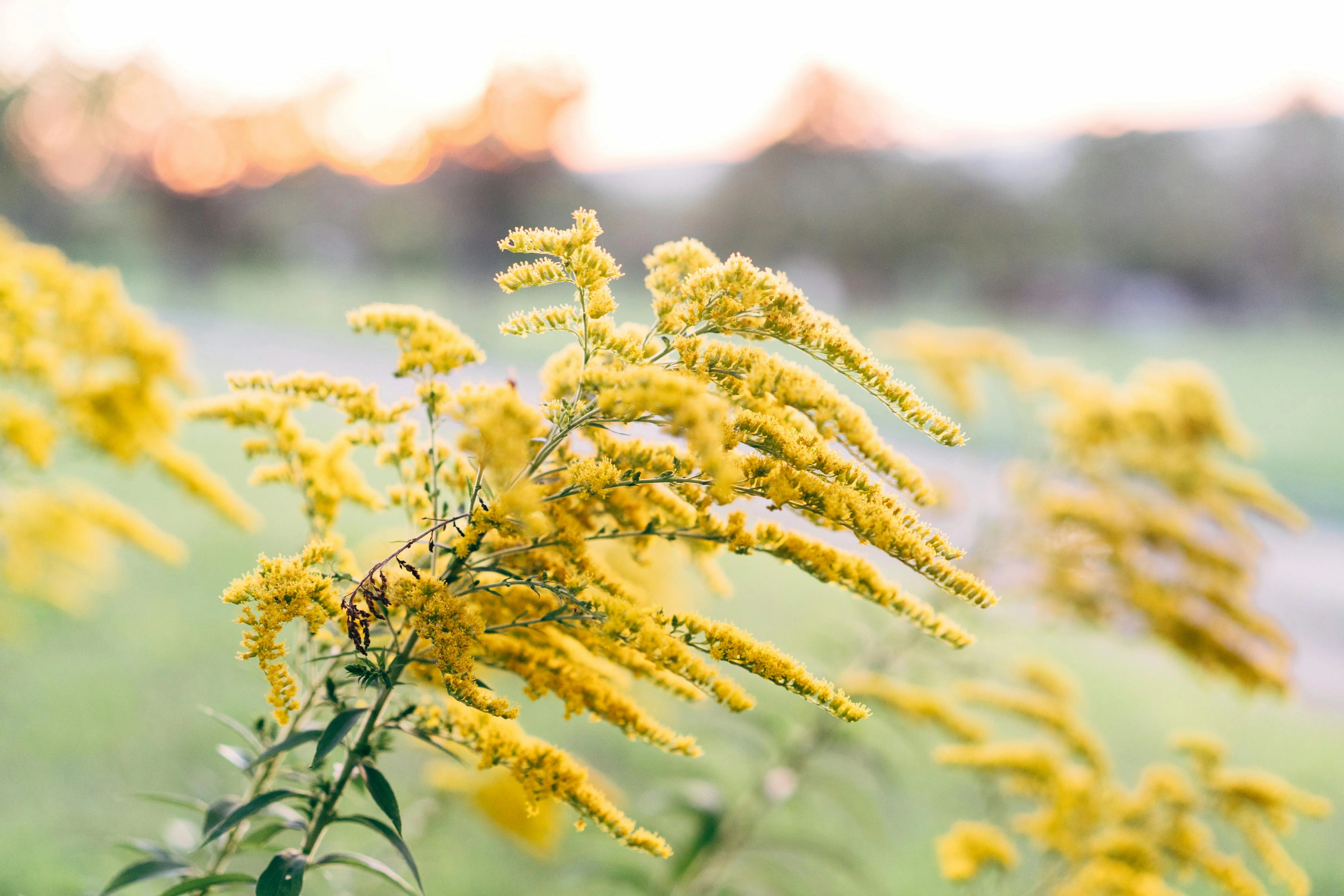 Solidago (Goldenrod) - Premium grafted flowers seedling available at Mynzagric